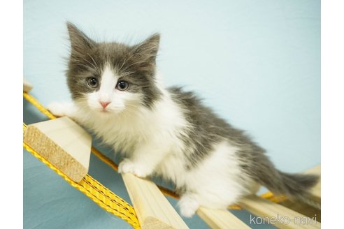 成約済の千葉県のノルウェージャンフォレストキャット-73752