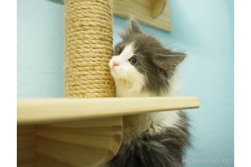 成約済の千葉県のノルウェージャンフォレストキャット-73752の5枚目