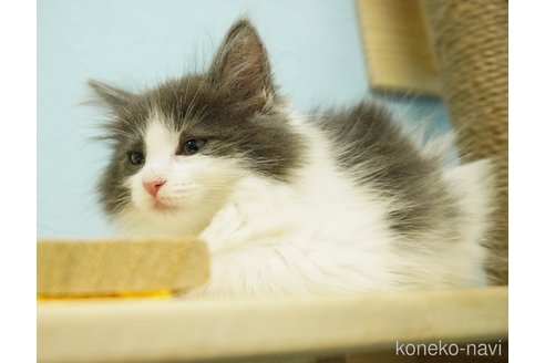 成約済の千葉県のノルウェージャンフォレストキャット-73752の9枚目