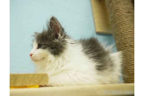 成約済の千葉県のノルウェージャンフォレストキャット-73752の11枚目
