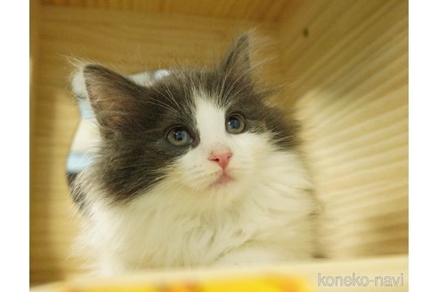 成約済の千葉県のノルウェージャンフォレストキャット-73752の2枚目