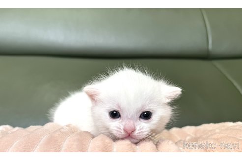 成約済の岐阜県のマンチカン-73764の1枚目