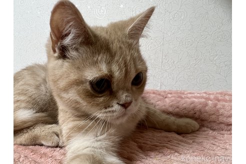 成約済の埼玉県のスコティッシュフォールド-71347の2枚目