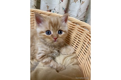 成約済の三重県のスコティッシュフォールド-73863の9枚目