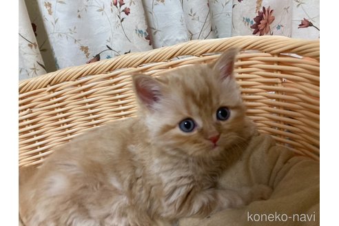 成約済の三重県のスコティッシュフォールド-73863の4枚目