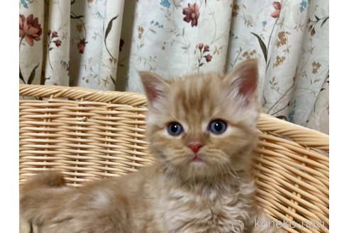 成約済の三重県のスコティッシュフォールド-73863の5枚目