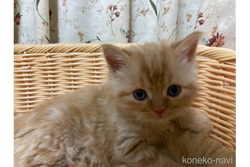 成約済の三重県のスコティッシュフォールド-73863の3枚目