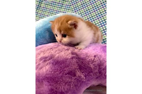 成約済の大阪府のマンチカン(短足)-73893の5枚目