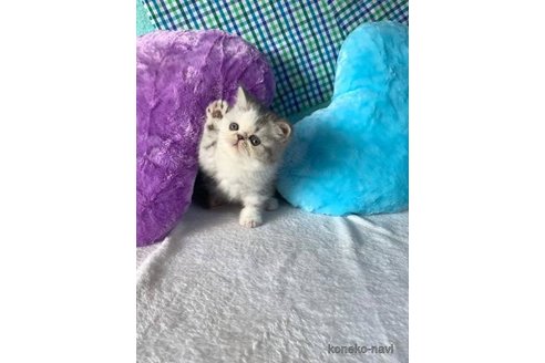 成約済の大阪府のエキゾチックショートヘア-73894の1枚目