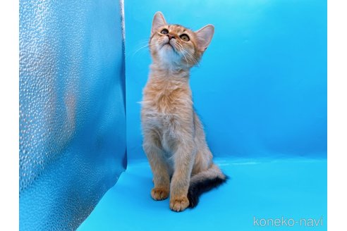 成約済の東京都のソマリ-73916の2枚目