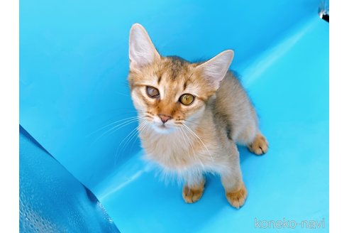 成約済の東京都のソマリ-73916の3枚目