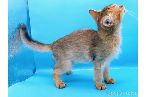 成約済の東京都のソマリ-73916の4枚目