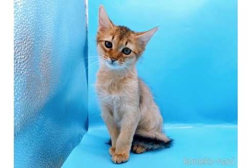 成約済の東京都のソマリ-73916の5枚目