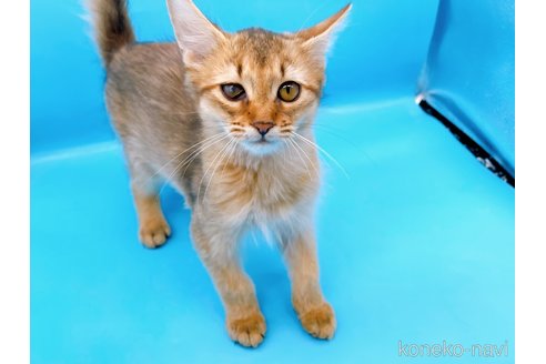 成約済の東京都のソマリ-73916の6枚目