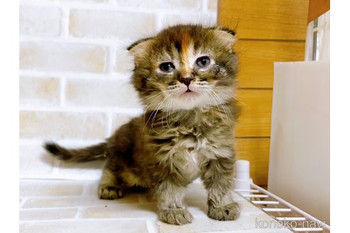 成約済の東京都のスコティッシュフォールド(折れ耳)-73917の20枚目