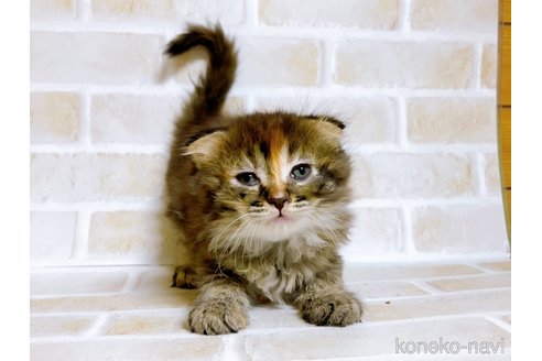 成約済の東京都のスコティッシュフォールド(折れ耳)-73917の19枚目