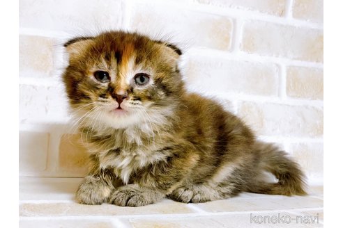 成約済の東京都のスコティッシュフォールド(折れ耳)-73917の18枚目