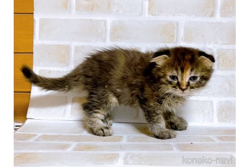 成約済の東京都のスコティッシュフォールド(折れ耳)-73917の17枚目