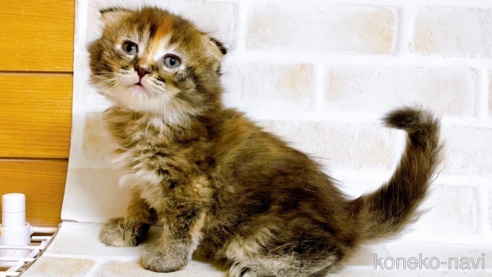 成約済の東京都のスコティッシュフォールド(折れ耳)-73917の16枚目