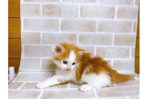 成約済の東京都のノルウェージャンフォレストキャット-73921の14枚目