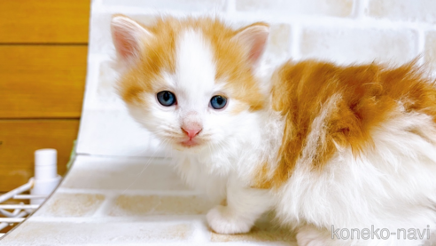 成約済の東京都のノルウェージャンフォレストキャット-73921の8枚目