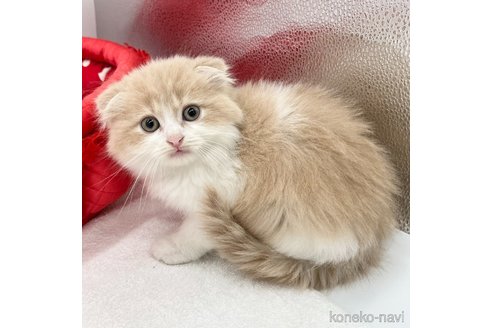 成約済の愛知県のスコティッシュフォールド(折れ耳)-73933の2枚目