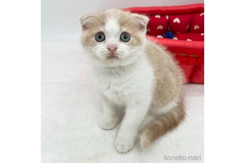成約済の愛知県のスコティッシュフォールド(折れ耳)-73935の3枚目