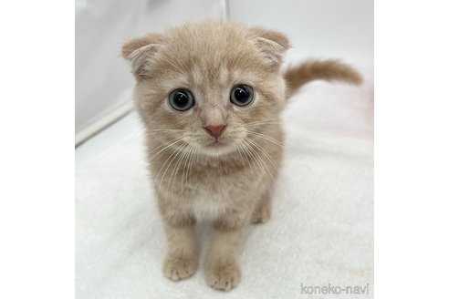 成約済の愛知県のスコティッシュフォールド(折れ耳)-73936の2枚目