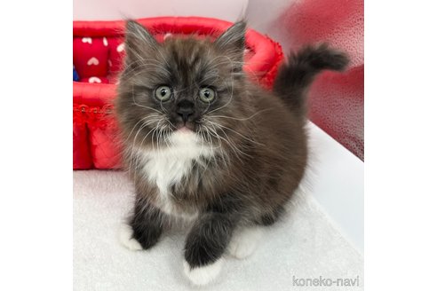 成約済の愛知県のラガマフィン-73938の1枚目