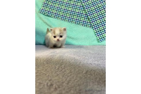 成約済の大阪府のマンチカン(短足)-73965の2枚目