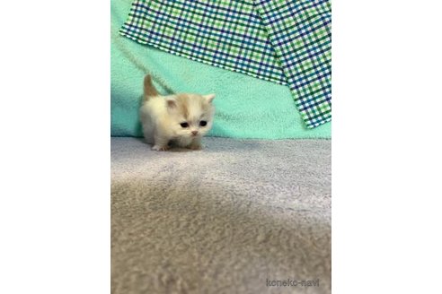 成約済の大阪府のマンチカン(短足)-73965の5枚目