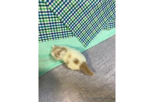 成約済の大阪府のマンチカン(短足)-73965の4枚目