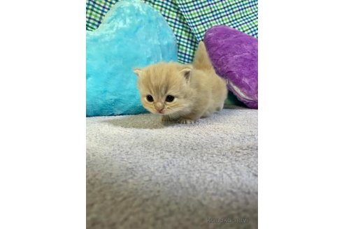成約済の大阪府のマンチカン(短足)-73968の5枚目