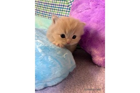 成約済の大阪府のマンチカン(短足)-73968の3枚目