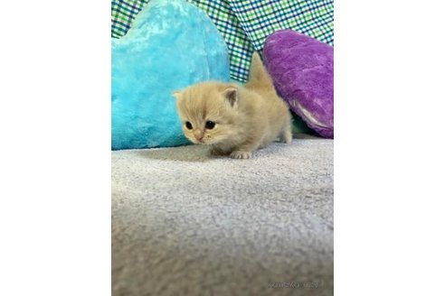 成約済の大阪府のマンチカン(短足)-73968の2枚目