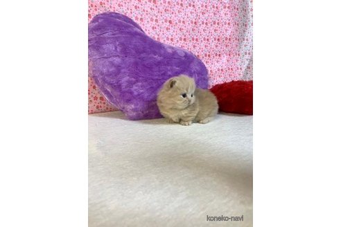 成約済の大阪府のマンチカン(短足)-73974の2枚目