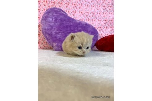 成約済の大阪府のマンチカン(短足)-73974の1枚目