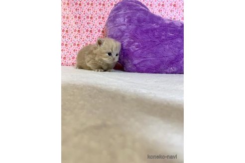 成約済の大阪府のマンチカン(短足)-73974の4枚目