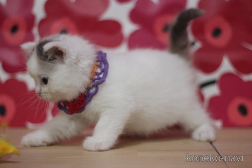 成約済の東京都のマンチカン-73998の2枚目