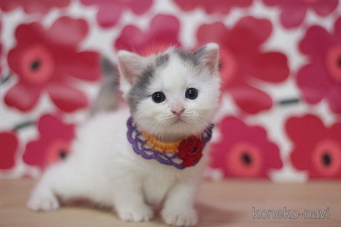 成約済の東京都のマンチカン-73998の3枚目