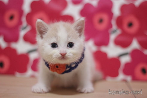 成約済の東京都のマンチカン-74007の2枚目
