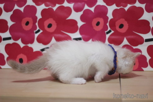 成約済の東京都のマンチカン-74007の3枚目