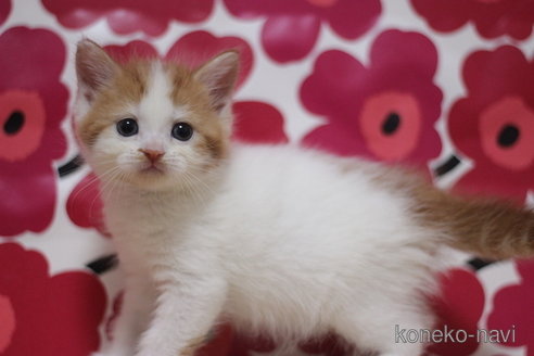 成約済の東京都のマンチカン-74013の2枚目