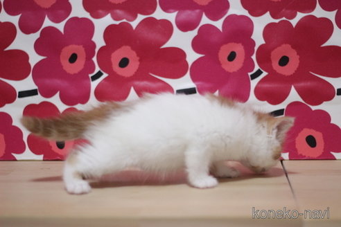 成約済の東京都のマンチカン-74013の3枚目