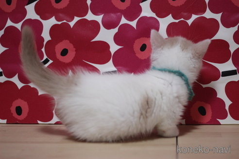 成約済の東京都のマンチカン(短足)-74015の2枚目