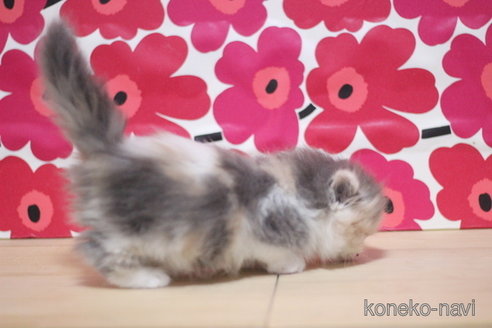 成約済の東京都のマンチカン(短足)-74021の2枚目