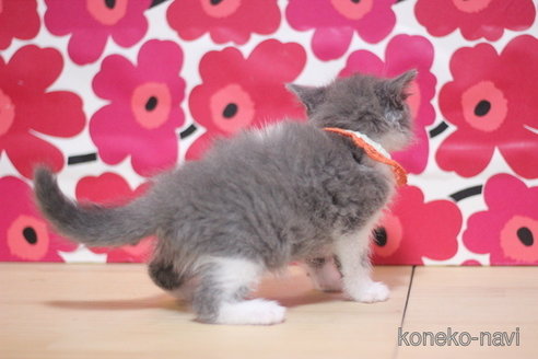 成約済の東京都のマンチカン-74022の3枚目