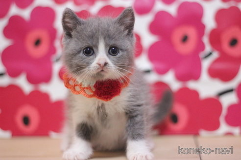 成約済の東京都のマンチカン-74022の2枚目