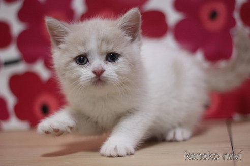 成約済の東京都のスコティッシュフォールド-74023の2枚目