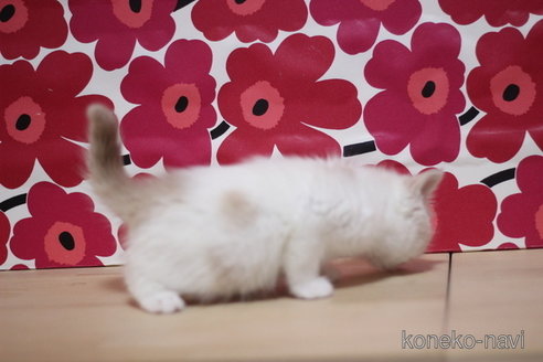 成約済の東京都のスコティッシュフォールド-74023の3枚目